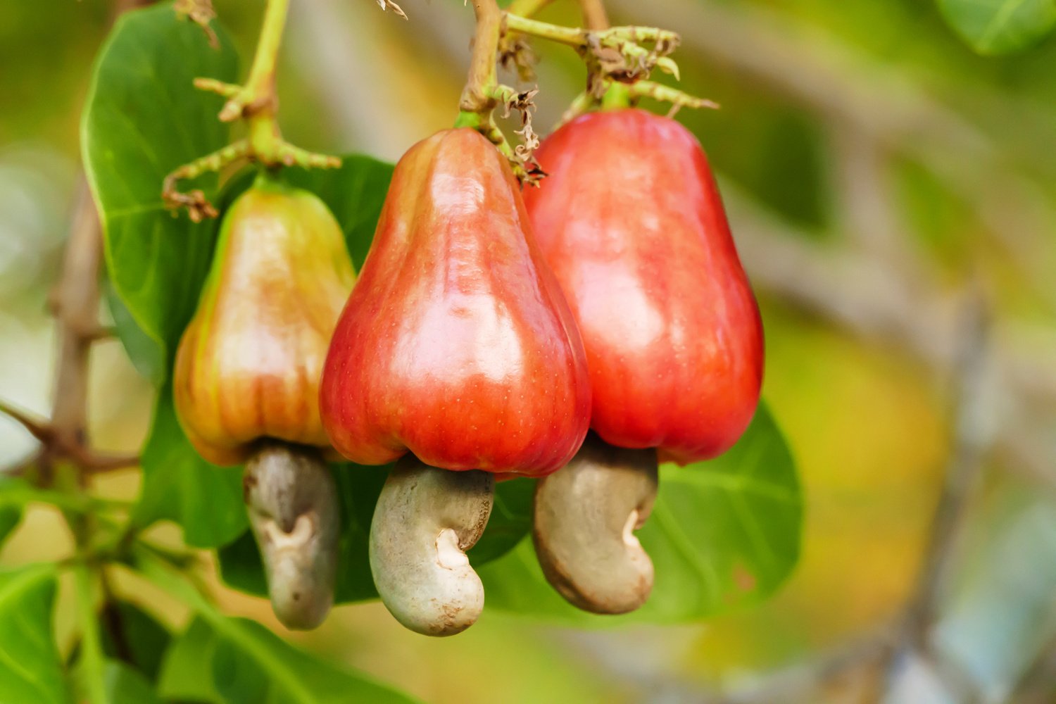 Cashew nut fruits